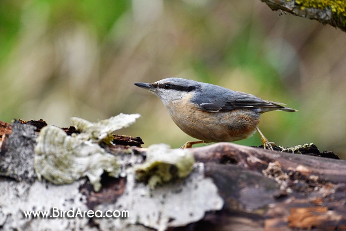 Wood Nuthatch, Sitta europaea