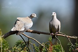 Hrdlička zahradní, Collared Dove, Streptopelia decaocto