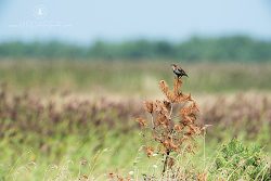 Špaček obecný, European Starling, Sturnus vulgaris