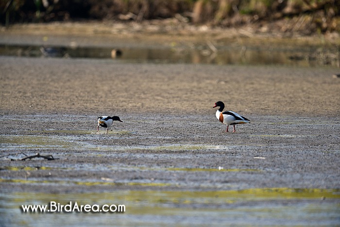 Common Shelduck, Tadorna tadorna