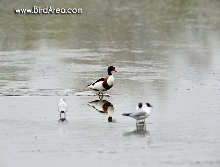 Common Shelduck, Tadorna tadorna