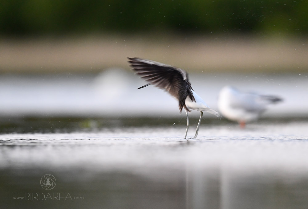 Vodouš šedý, Common Greenshank, Tringa nebularia