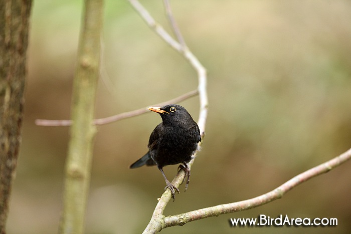 Eurasian Blackbird or Common Blackbird, Turdus merula
