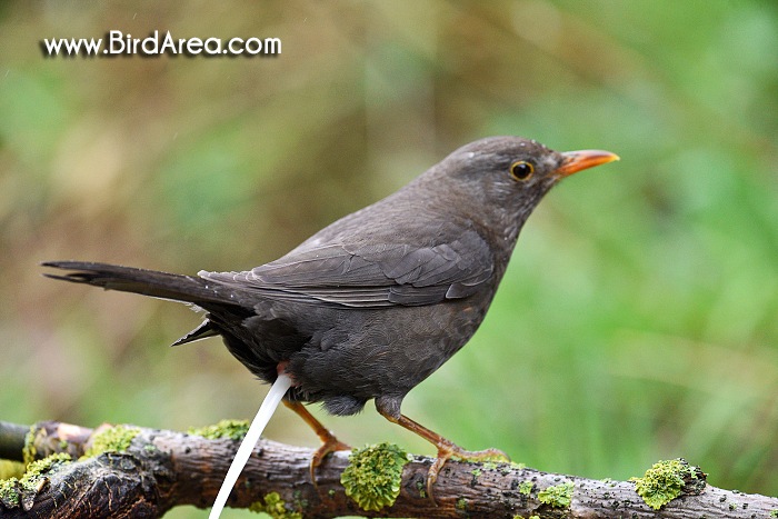 Kos černý, Turdus merula