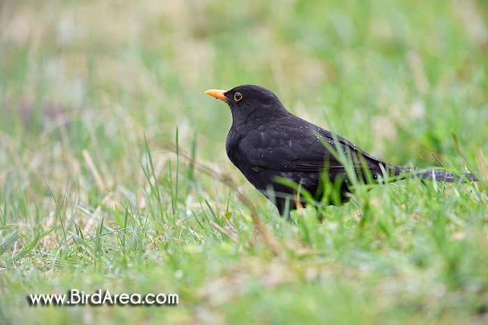 Kos černý, Turdus merula