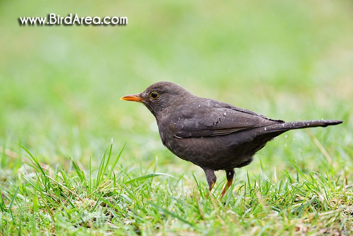 Kos černý, Turdus merula