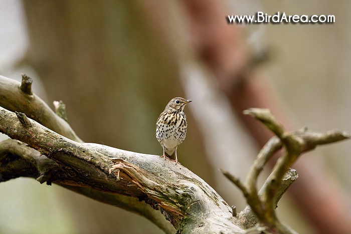 Song Thrush, Turdus philomelos