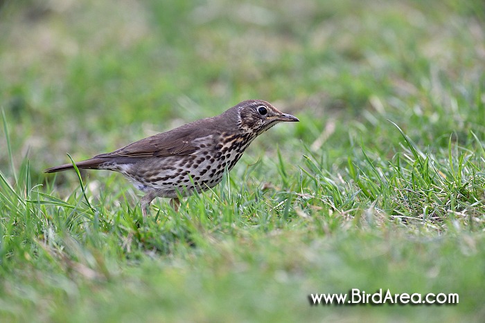 Song Thrush, Turdus philomelos