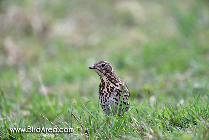 Song Thrush, Turdus philomelos