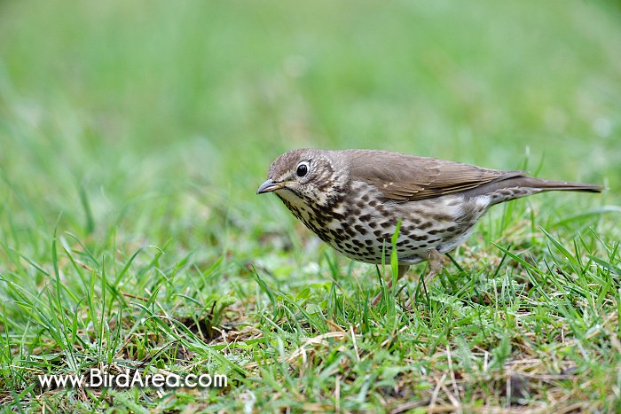 Song Thrush, Turdus philomelos