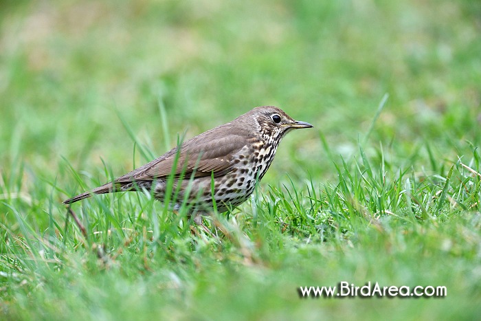 Song Thrush, Turdus philomelos