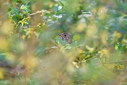 Drozd zpěvný, Song Thrush, Turdus philomelos