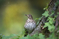 Drozd zpěvný, Song Thrush, Turdus philomelos