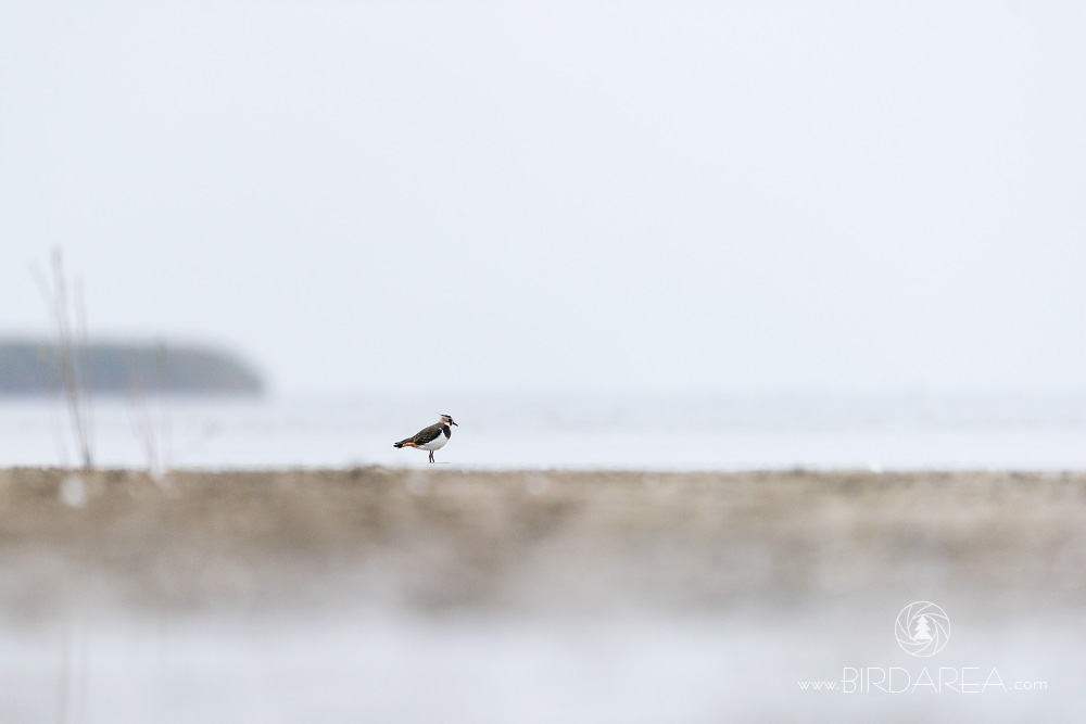 Čejka chocholatá, Northern Lapwing, Vanellus vanellus