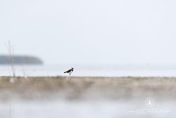 Čejka chocholatá, Northern Lapwing, Vanellus vanellus