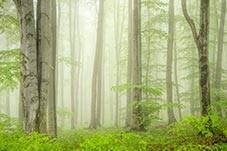 Hrabina forest in White Carpathian Mountains