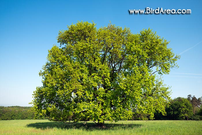 Oak on the Vojsice meadows, Vojšické louky