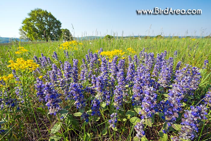 Cornish Bugle, Blue Bugle (Ajuga genevensis), Vojsice meadows, Vojšické louky