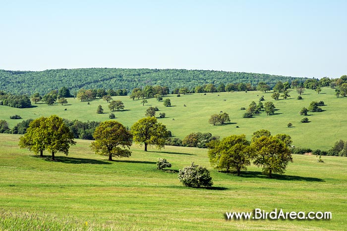 Čertoryje National Nature Reserve and Vojsice meadows, Vojšické louky