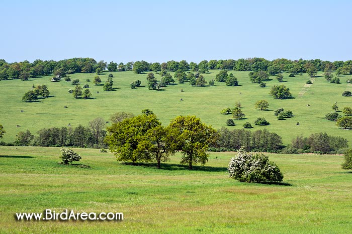 Čertoryje National Nature Reserve and Vojsice meadows, Vojšické louky