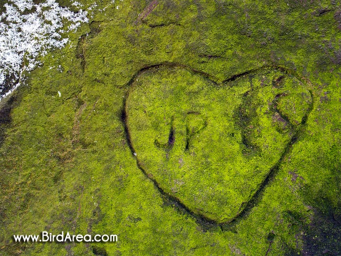 Heart on the castle ruins Střmen