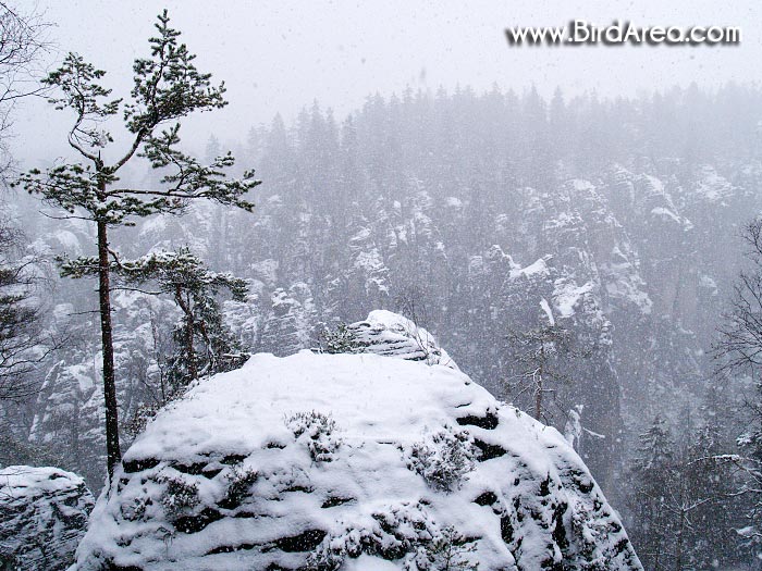 Teplické skály, Teplice rocks