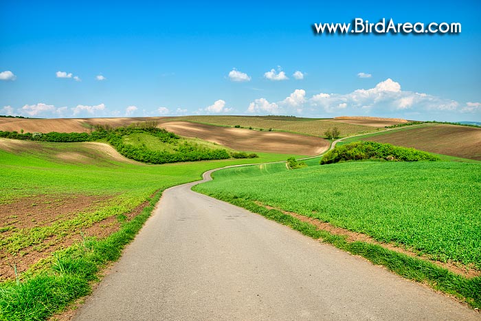 Fields near Karlin, Hovorany, Hodonin district, Jihomoravsky county, Czech Republic, Europe
