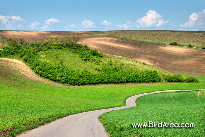 Natural Monument Hovorany meadows, Hovorany, Hodonin district, Jihomoravsky county, Czech Republic, Europe