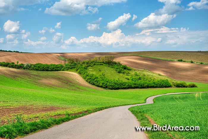 Natural Monument Hovorany meadows, Hovorany, Hodonin district, Jihomoravsky county, Czech Republic, Europe