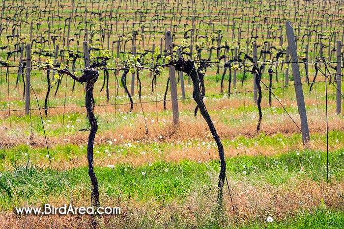 Vineyards near Karlin, Hovorany, Hodonin district, Jihomoravsky county, Czech Republic, Europe