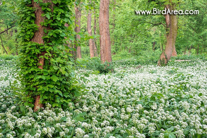 Česnek medvědí (Allium ursinum) v zámeckém parku, Strážnice