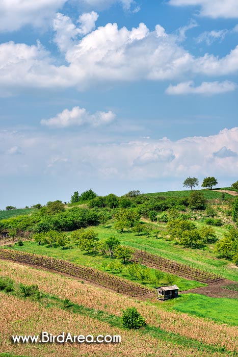 Fields on the Svetla hill, Karlin