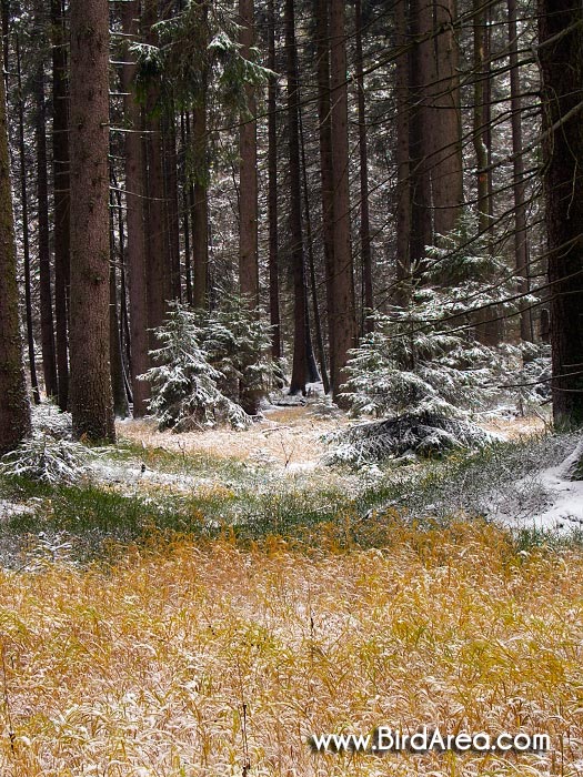 Skřítek nature reserve, Hanušovická Highlands, Hanušovická vrchovina