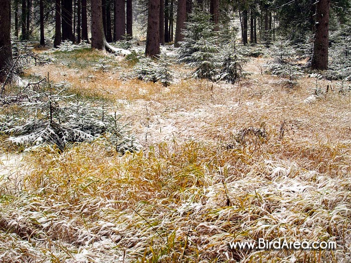 Skřítek nature reserve, Hanušovická Highlands, Hanušovická vrchovina