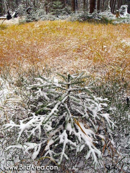 Skřítek nature reserve, Hanušovická Highlands, Hanušovická vrchovina