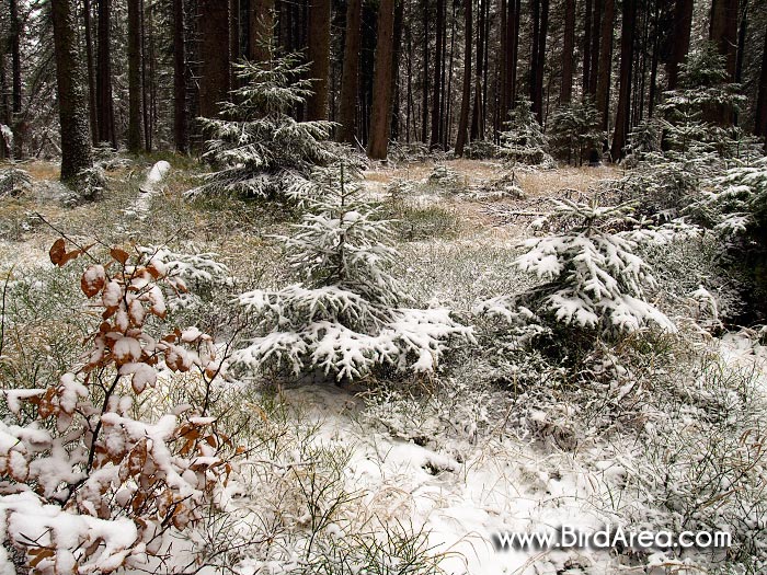 Skřítek nature reserve, Hanušovická Highlands, Hanušovická vrchovina