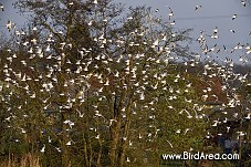 Common Black-headed Gull, Chateau pond, Zamecky pond, Chropyne