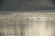 Whooper Swan and Common Black-headed Gull, Chateau pond, Zamecky pond, Chropyne