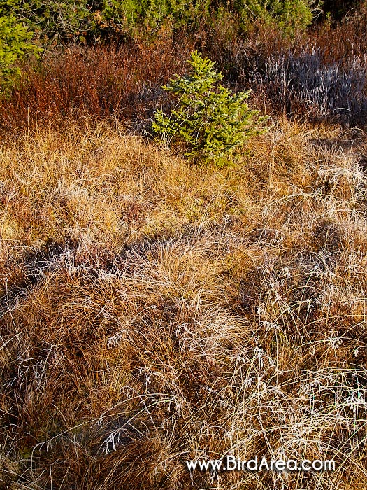 Hoarfrost on grass, Jezerní Slať, Horská Kvilda