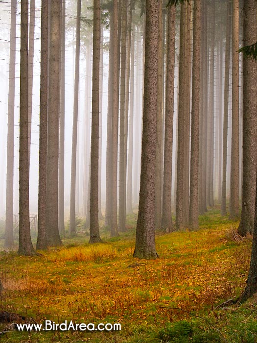 Forest in mist, Kamenna hora