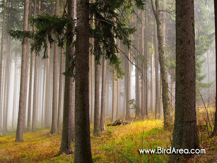 Forest in mist, Kamenna hora
