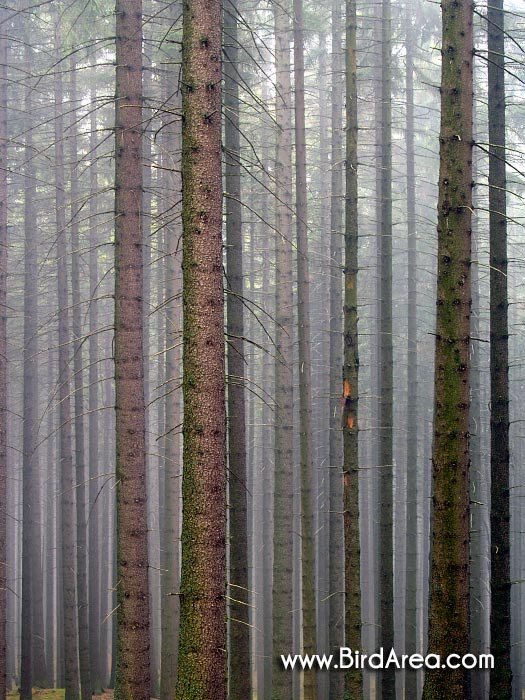 Forest in Kamenna hora