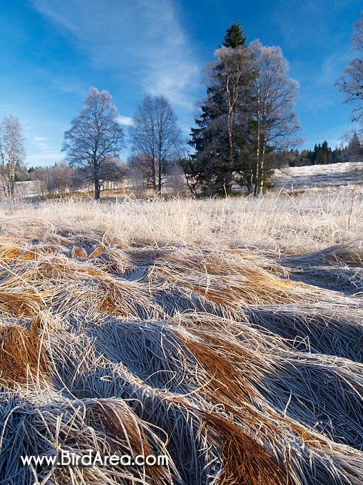 Frosty morning near Kvilda village, Šumava NP, Bohemian Forest national park
