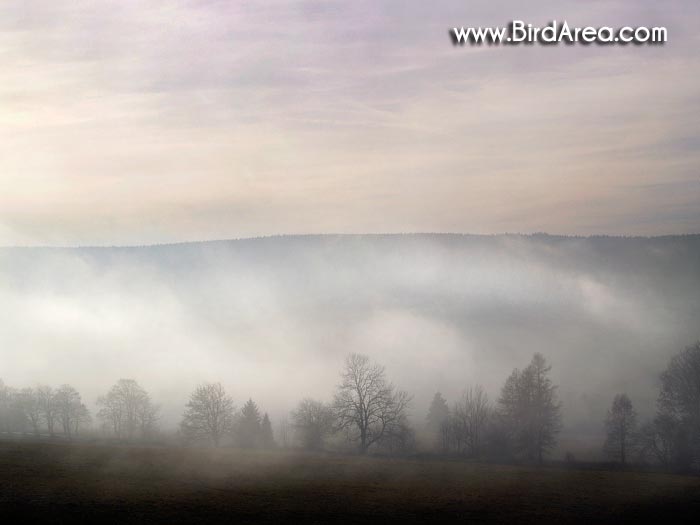 Mist in landscape, Paseka