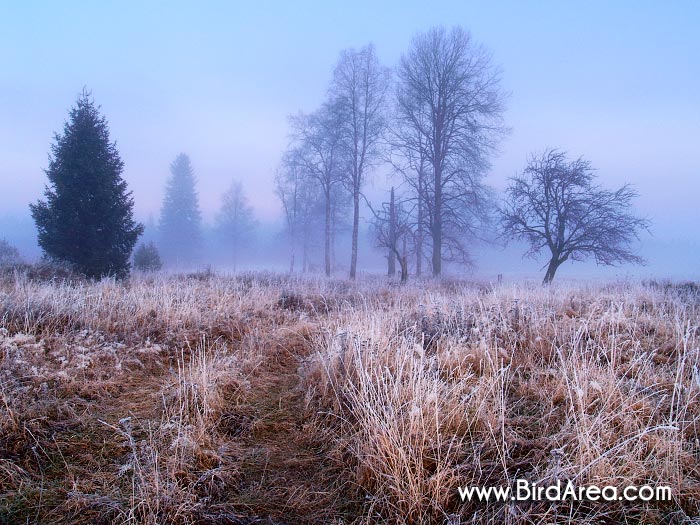 Frosty daybreak near Prasily village, Šumava NP, Bohemian Forest national park