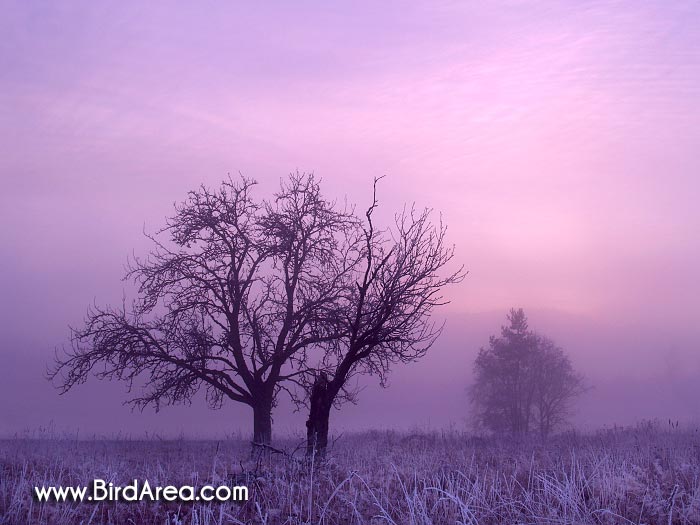 Frosty daybreak near Prasily village