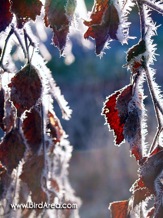 Frosty birch leaves