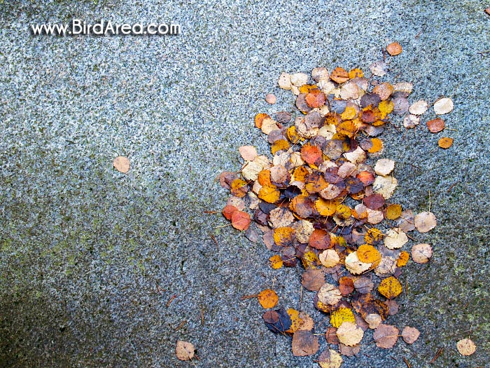 Podzimní listy na kameni, Přírodní památka Povydří
