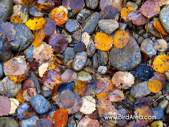 Autumny leaves and stones, Povydří nature sanctuary