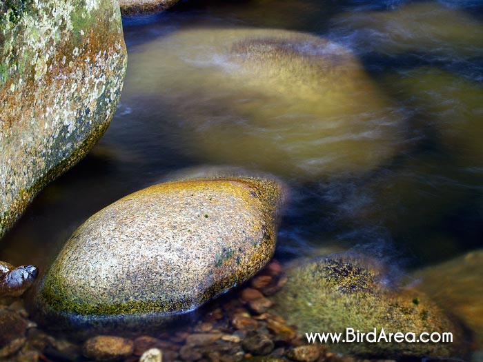 Stone in water, Povydří nature sanctuary